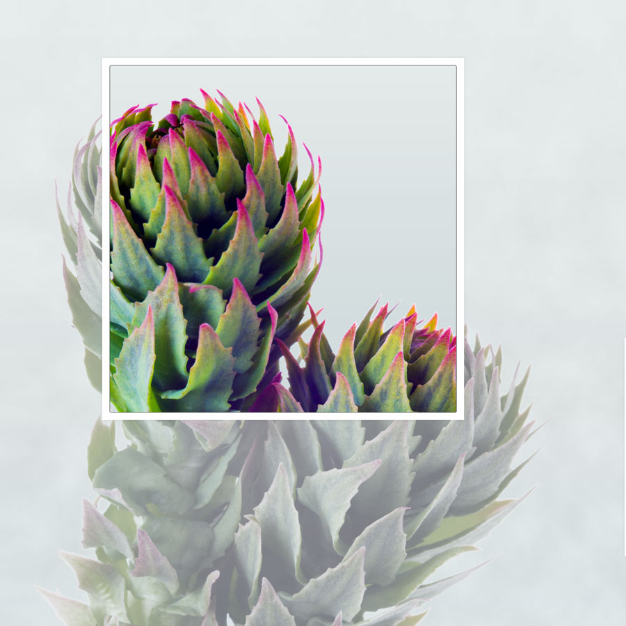Vitango_rhodiola-rosea2